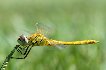 dragonfly perched on grass stem