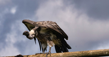 Vautour