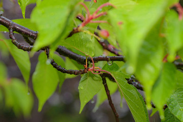水滴の付いた河津桜の葉