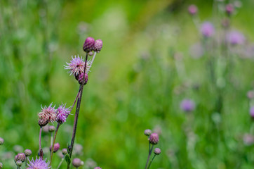 wild flowers in the field