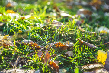 Green grass and fallen leaves on blurred autumn background, spft selective focus. October mood.