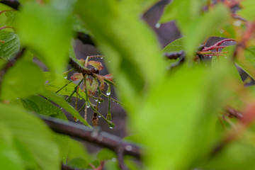 水滴の付いた河津桜の葉