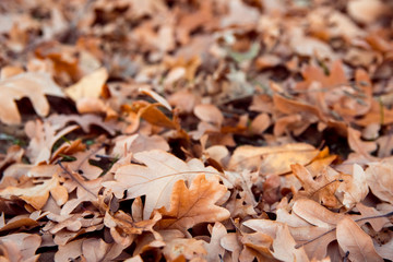 Fallen oak foliage on ground. Season change concept. Autumn mood.
