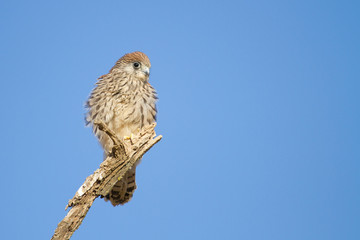 Lesser kestrel, Falco naumanni, Falcon on the branch resting, Spain