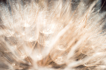 Fluffy dandelion flower head, extreme macro photo.