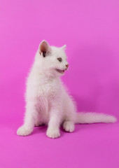 White cute small kitten on pink background