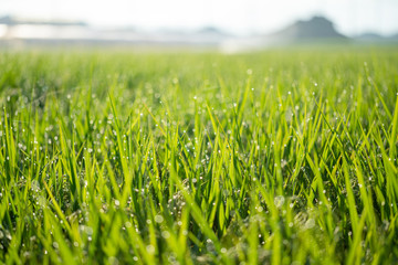 Paddy field with beautiful water drops shining against the sun