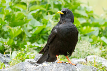Chova piquigualda ( Pyrrhocorax graculus), posada sobre la roca con fondo verde.