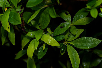 雨の日のツツジの葉