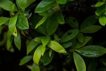雨の日のツツジの葉