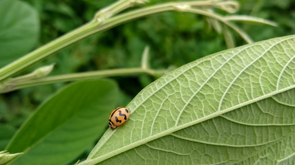 Close up photograph of tiny insect on the green leaf