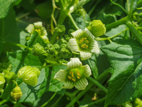 White bryony flowers