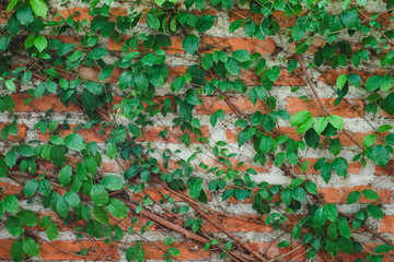 Vine on the red brick wall.