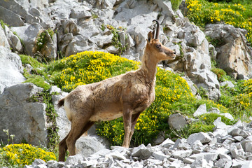 Rebeco (Rupicapra rupicapra), animal de montaña en estado de alarma.