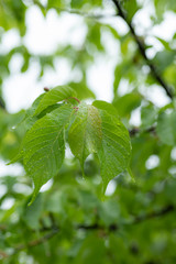 水滴の付いた河津桜の葉