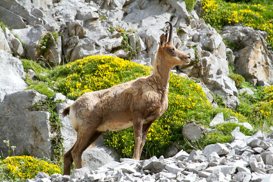 Rebeco (Rupicapra rupicapra), animal de monta&ntilde;a en estado de alarma.