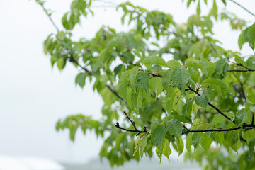 水滴の付いた河津桜の葉