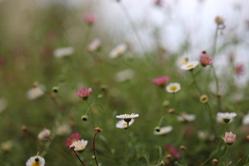 自生するヒメジョオンの花
White and pink flowers that grow naturally.