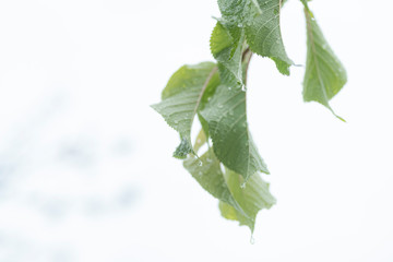 水滴の付いた河津桜の葉