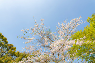 青空とソメイヨシノ