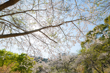青空とソメイヨシノ