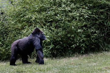Portrait d'un gorille des plaines de l'ouest