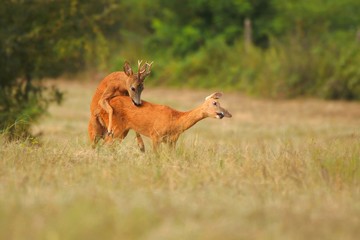 Couple of roe deer, capreolus capreolus, copulating on meadow in the summer. Buck and doe mating in rutting season. Two wild animals pairing on the field at sunrise. © Filip Nasaly