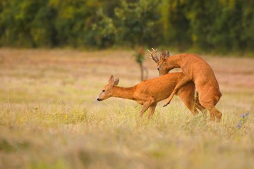 Roe deer, capreolus capreolus, couple copulating in mating season in summer. Wild animals reproducing. Mammals having sex. Mating behavior during rutting season in wilderness.
