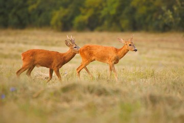 Roe deer male sniffing female on field in summer nature. Buck courting doe on grassland in mating season. Couple wild animals moving on meadow in summertime. Capreolus capreolus.