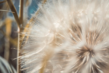 Natural background fluffy dandelion flower bud, macro photo.