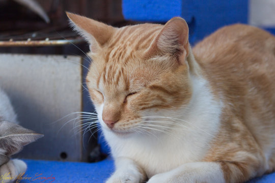 Gato atigrado dormido