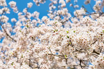 青空とソメイヨシノ