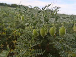 cultivation of chickpeas in Abruzzo