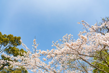 日本の春を告げるソメイヨシノ