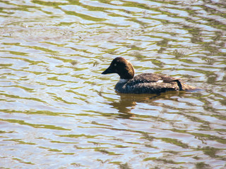 A common goldeneye swimming on a pond.