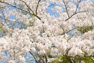 日本の春を告げるソメイヨシノ