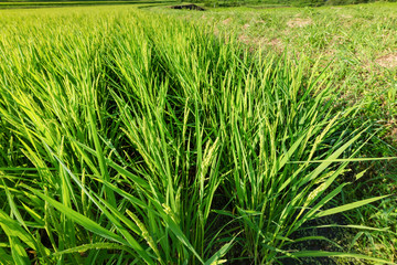 日本の主食お米　稲の花