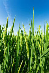 日本の主食お米　稲の花