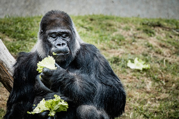 Portrait d'un gorille des plaines de l'ouest