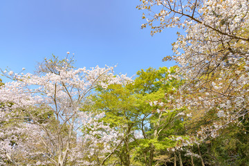ソメイヨシノとイロハモミジ