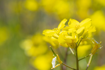 Fototapeta premium 菜の花