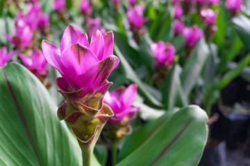 A close up of Pink Siam Tulip or Curcuma alismatifolia in the park with natural green background.
