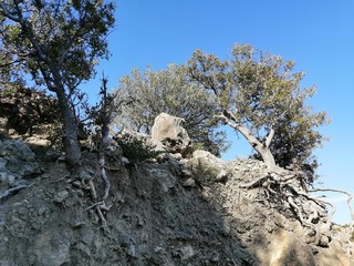 spruce and pine trees on the steep seashore, rocks, mountains