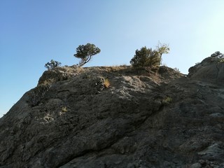 spruce and pine trees on the steep seashore, rocks, mountains