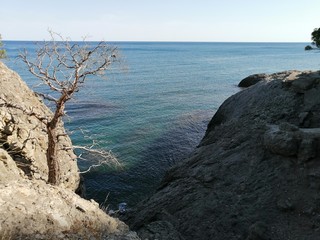 spruce and pine trees on the steep seashore, rocks, mountains