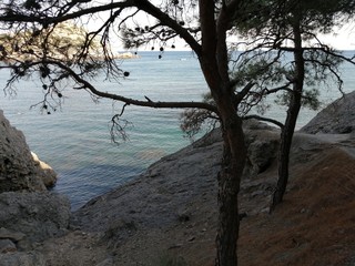 spruce and pine trees on the steep seashore, rocks, mountains