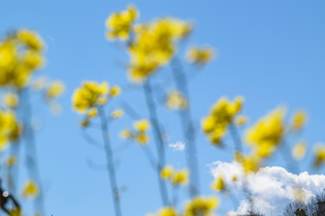 菜の花