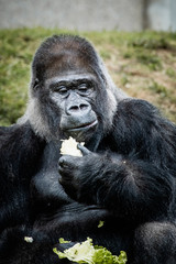 Portrait d'un gorille des plaines de l'ouest