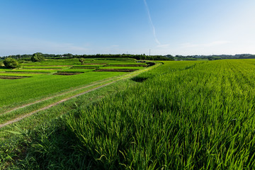 日本の主食お米　出穂期の棚田の風景
