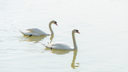 Fototapeta na wymiar White swan swimming in a lake.